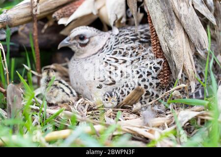 Un Hen Pheasant sul suo nido con pulcini appena covati in un giorno di primavera in South Dakota Foto Stock