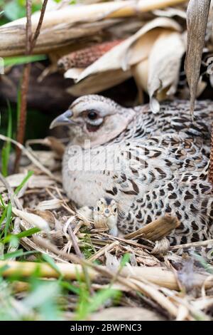 Un Hen Pheasant sul suo nido con pulcini appena covati in un giorno di primavera in South Dakota Foto Stock