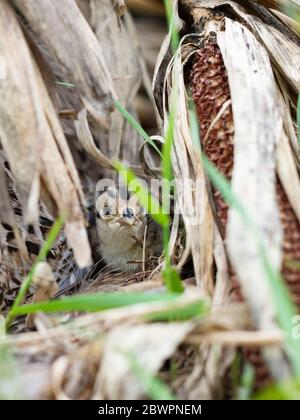 Un Hen Pheasant sul suo nido con pulcini appena covati in un giorno di primavera in South Dakota Foto Stock