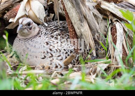 Un Hen Pheasant sul suo nido con pulcini appena covati in un giorno di primavera in South Dakota Foto Stock