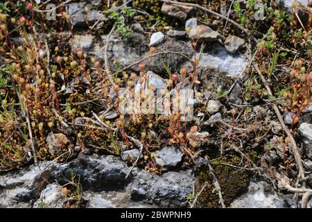 Tridattiliti sassifraga, Rue-Leaved Saxifrage. Pianta selvatica sparato in primavera. Foto Stock