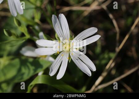 Stellaria ologea, Grande Stitchwort. Pianta selvatica sparato in primavera. Foto Stock