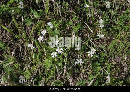 Stellaria ologea, Grande Stitchwort. Pianta selvatica sparato in primavera. Foto Stock