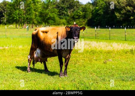 Mucca di Jersey, con mammelle ingrandite, pochi giorni dopo la nascita Foto Stock