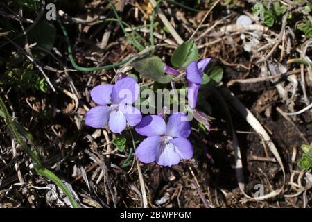 Viola rupestris, Teesdale Violet. Pianta selvatica sparato in primavera. Foto Stock