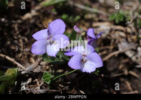 Viola rupestris, Teesdale Violet. Pianta selvatica sparato in primavera. Foto Stock