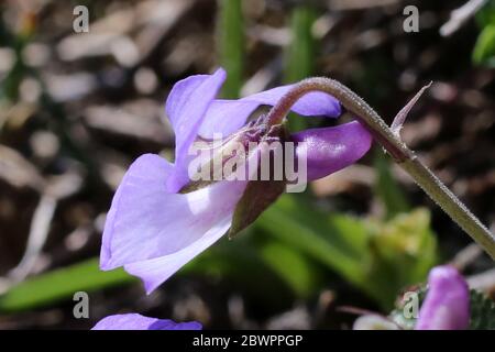 Viola rupestris, Teesdale Violet. Pianta selvatica sparato in primavera. Foto Stock