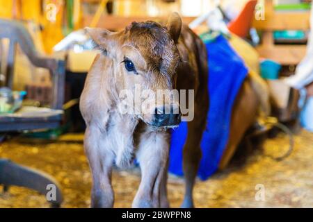 Vitello di tre giorni in fienile, mix Jersey Angus Foto Stock