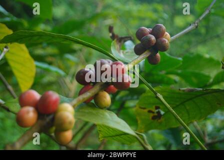 Mazzo di frutta di bacche di caffè sui rami della pianta Foto Stock