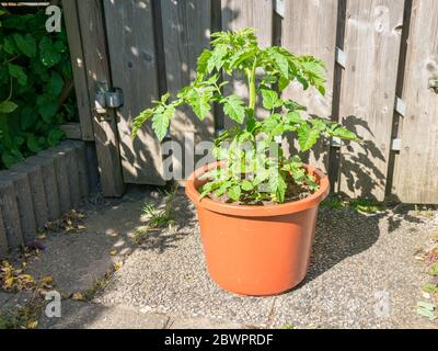 Pianta di pomodoro robusta che semina in una pentola Foto Stock