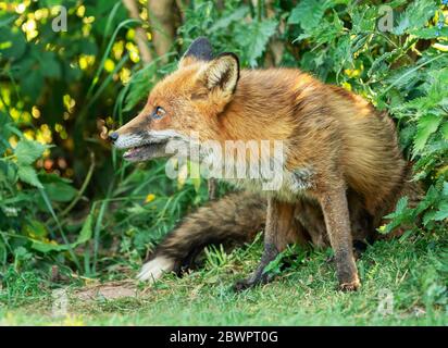 Una femmina selvaggia Red Fox (Vulpes vulpes) che si rilassa sul bordo di un campo, Warwickshire Foto Stock