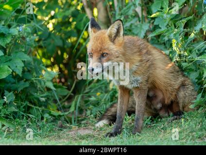 Una femmina selvaggia Red Fox (Vulpes vulpes) che si rilassa sul bordo di un campo, Warwickshire Foto Stock