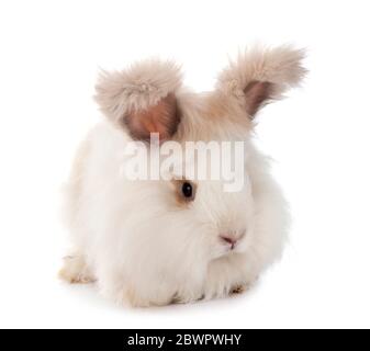 Angora inglese di fronte a sfondo bianco Foto Stock