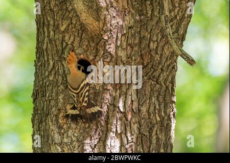 Un hoopoe con un bruco nella grotta di allevamento Foto Stock