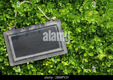 Siepe di bosso con Blackboard Foto Stock