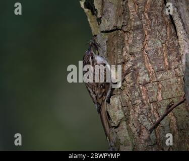 treecreeper eurasiatico, Certia familiaris Foto Stock