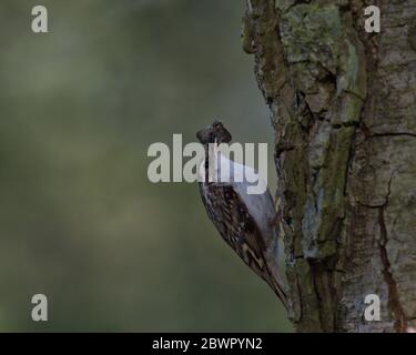 treecreeper eurasiatico, Certia familiaris Foto Stock