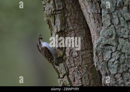 treecreeper eurasiatico, Certia familiaris Foto Stock