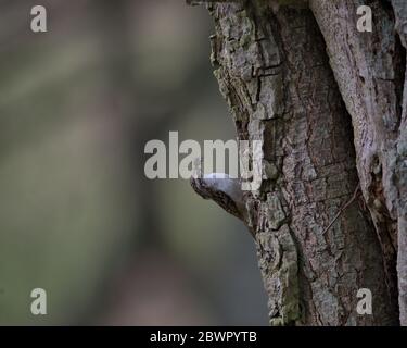 treecreeper eurasiatico, Certia familiaris Foto Stock