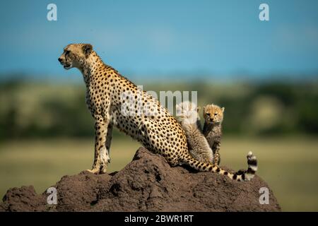 Ghepardo sul tumulo di termite con due cubetti Foto Stock