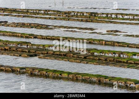 Oyster aziende agricole su Bender Island nel Golfo di Morbihan. Francia. Foto Stock