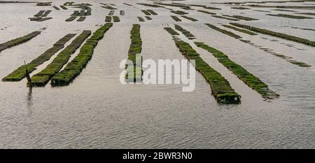 Oyster aziende agricole su Bender Island nel Golfo di Morbihan. Francia. Foto Stock