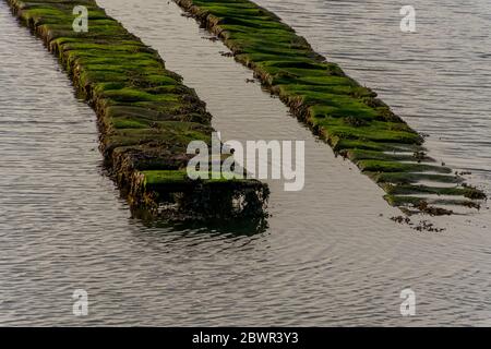 Oyster aziende agricole su Bender Island nel Golfo di Morbihan. Francia. Foto Stock