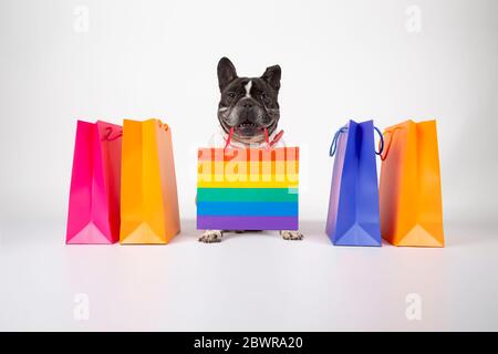 cane da corrida francese con borse per la spesa pronte per la vendita e la vendita nel centro commerciale, immagine isolata su sfondo bianco Foto Stock