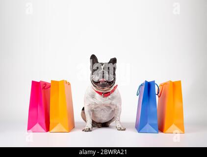 Bulldog francese con borse per la spesa pronte per l'acquisto e la vendita nel centro commerciale, immagine isolata su sfondo bianco. Foto Stock