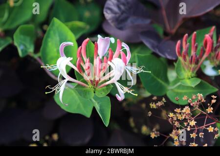 Honeysuckle che cresce in una siepe in un giardino inglese, Kent, Regno Unito Foto Stock