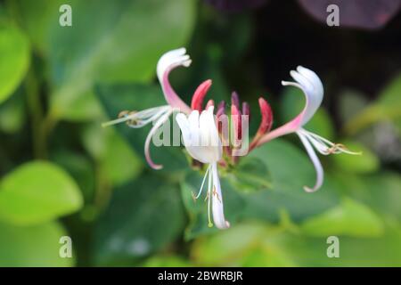 Honeysuckle che cresce in una siepe in un giardino inglese, Kent, Regno Unito Foto Stock