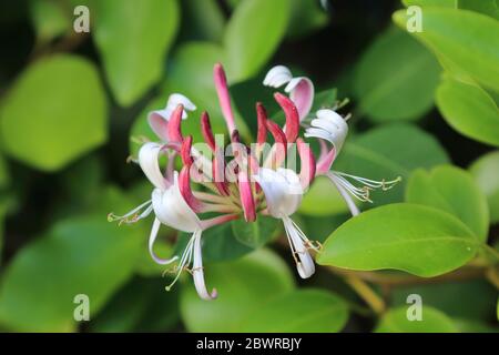 Honeysuckle che cresce in una siepe in un giardino inglese, Kent, Regno Unito Foto Stock