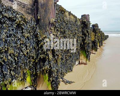 Vescica rack o Brown Kelp è un alghe marine comune trovato spesso crescere su costieri di difesa groynes nella zona intermarea come qui a Cromer, Norfolk. Foto Stock