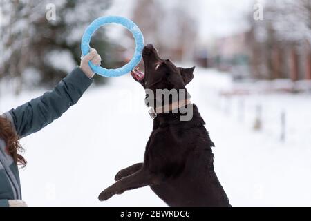 Il cane sta cercando di afferrare i denti di un giocattolo tenuto dal suo proprietario. Foto Stock