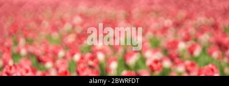 Letto di tulipano. Giardino di fondo. Parco con molti fiori Foto Stock