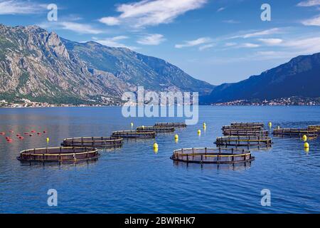 Vicino a Perast, Cattaro, Montenegro. Piscicoltura, acquacoltura o aquafarming. Allevamento ittico nella baia di Cattaro. Foto Stock