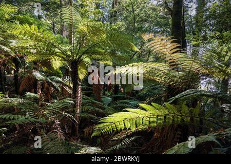 Felci di alberi accanto al Kepler Track, Fiordland National Park, South Island, Nuova Zelanda Foto Stock