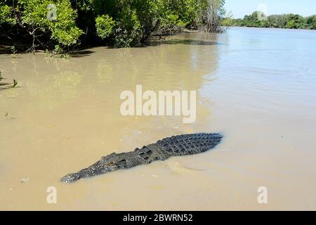 Coccodrillo d'acqua salata o coccodrillo d'estuarina (Crocodylus porosus) che nuotano nel fiume Adelaide, territorio del Nord, NT, Australia Foto Stock