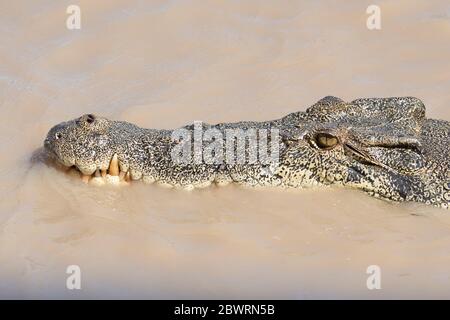 Testa di un coccodrillo d'acqua salata o di un coccodrillo d'estuarina (Crocodylus porosus) che si aggirano nel fiume Adelaide, territorio del Nord, NT, Australia Foto Stock
