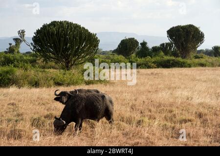 Un paio di tori di Cape Buffalo pascolano nelle savane erbate del Queen Elizabeth National Park. I tori più vecchi tendono a lasciare le mandrie di razza e. Foto Stock