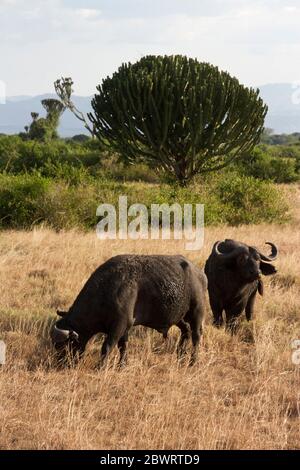 Un paio di tori di bufala pascolano nel mosaico savana del Queen Elizabeth National Park vicino a un grande e spettacolare albero Euphorbia. Foto Stock