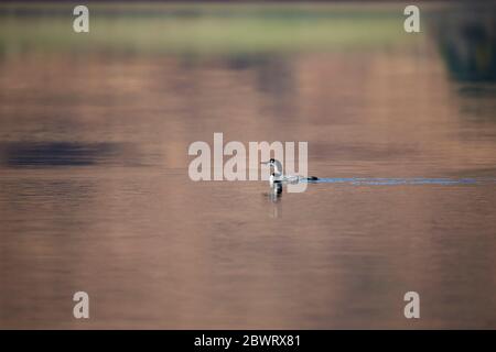 Great Northern Diver (Gavia immer) UK Foto Stock