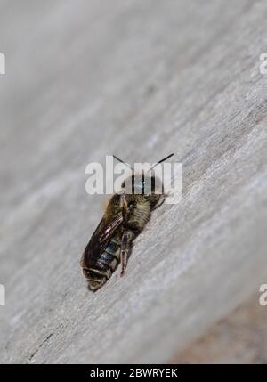 Blue Mason Bee femmina a riposo Foto Stock