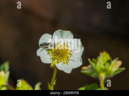 Volata a zampe spesse su pianta di fragola Foto Stock