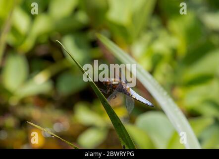 Chaser Dragonfly, di corpo ampio, appollaiato sulla foglia Foto Stock