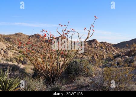 Cactus nel Parco nazionale di Joshua Tree Foto Stock