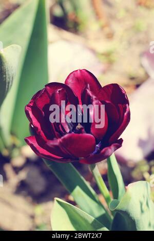 biautiful grande tulipano nero sul sole. foto. fiori primavera. Foto Stock