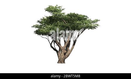 Acacia albero - isolato su sfondo bianco Foto Stock