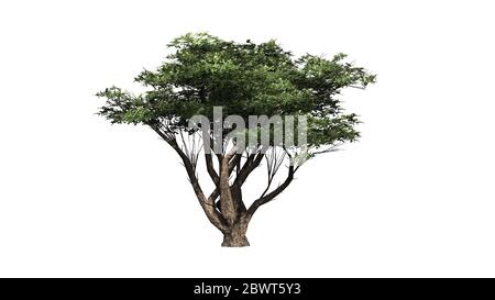 Acacia albero - isolato su sfondo bianco Foto Stock