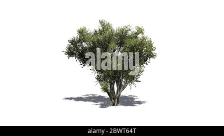 Arbusto africano di Olive con ombra sul pavimento - isolato su sfondo bianco Foto Stock